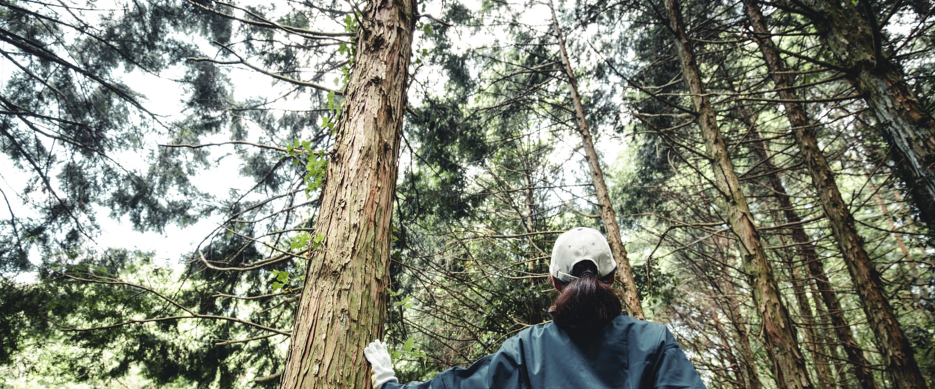 What is the Difference Between an Arborist and a Tree Trimmer?