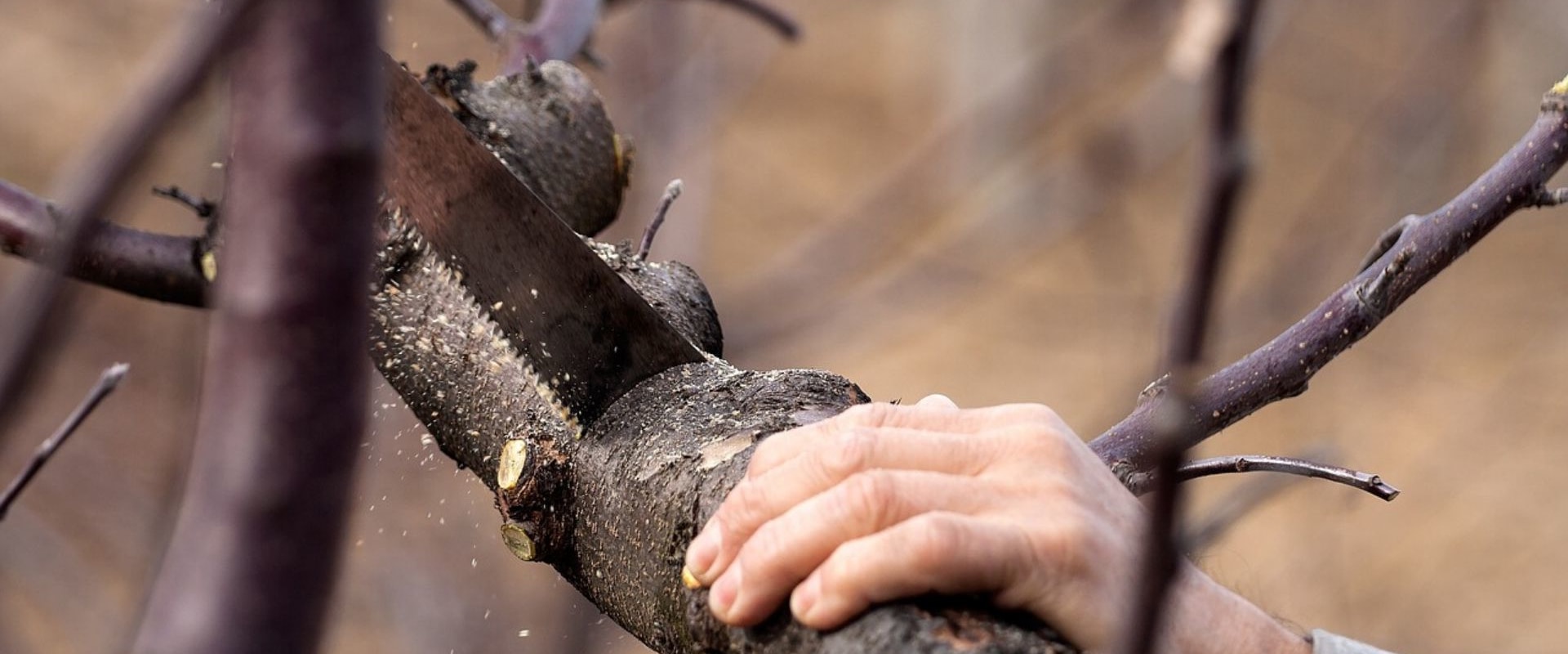 The Difference between Tree Trimming and Tree Pruning Explained