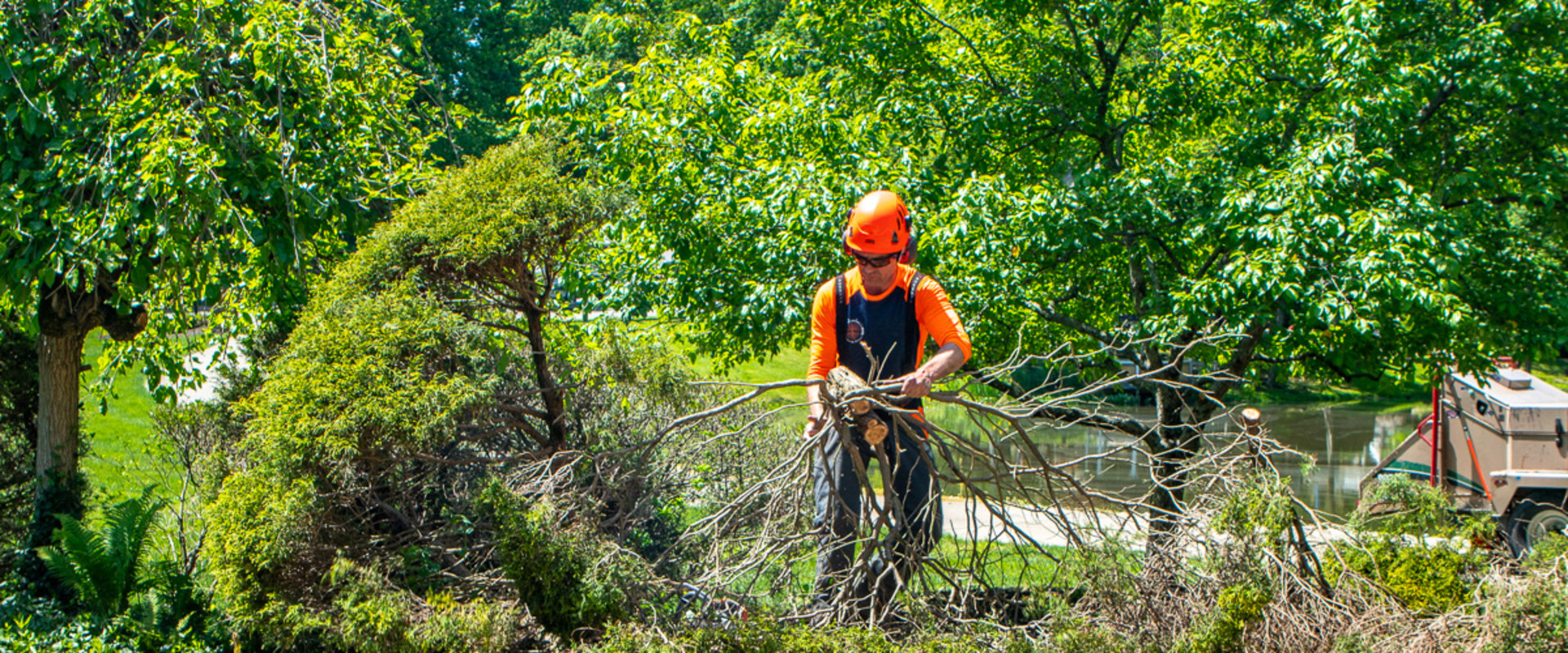 Understanding The Role And Importance Of Arborists In Louisville