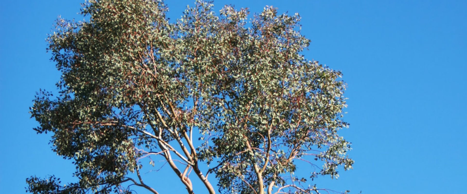 The Importance Of Hiring An Arborist For Tree Maintenance In Brisbane