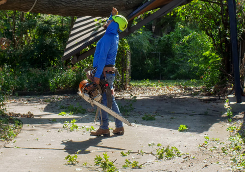 Avoid Root Damage: Work With A Pflugerville Driveway Contractor Before Hiring An Arborist