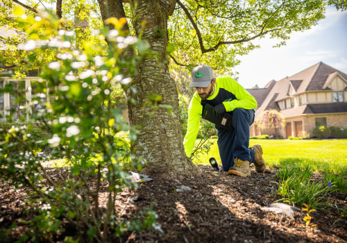 Arborist Solutions for Homeowners Getting Ready to Relocate