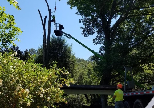 Preventing Plumbing Issues Through Strategic Tree Maintenance by Arborists