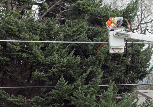 Arborist Solutions for Keeping Trees Clear of Electrical Equipment