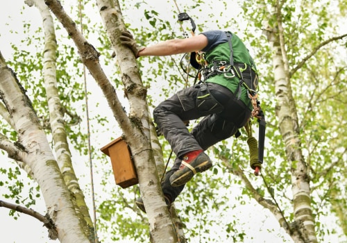 Tree Care Service In Damascus, Oregon: How To Find The Perfect Arborist For The Job