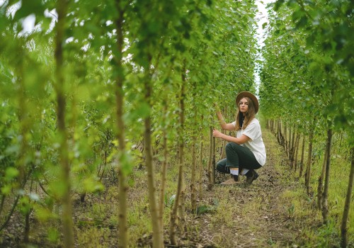 Professional Arborist and Landscape Maintenance in Manchester